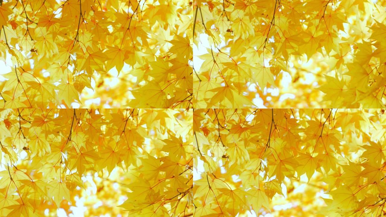 秋天的颜色树叶空镜秋季
