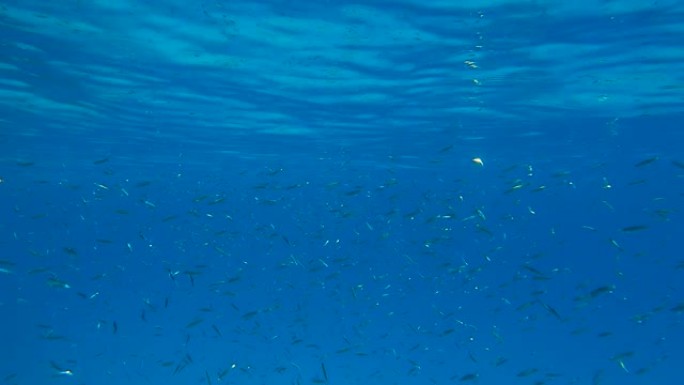 大量的小鱼在蓝色水面下游泳。海洋中的水下生物。