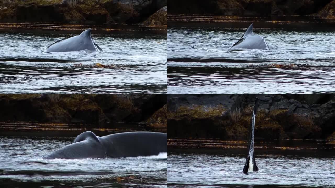 驼背鲸的尾巴的极端特写，而在下雨天，它非常靠近阿拉斯加一个岩石小岛的陡峭海岸。