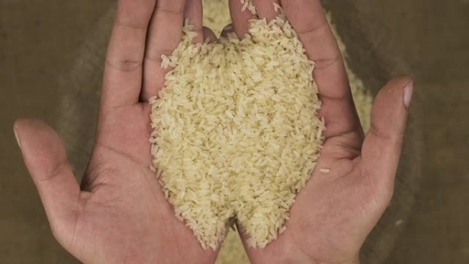 农夫掌中拿着一粒米，将谷物掉进袋子里。