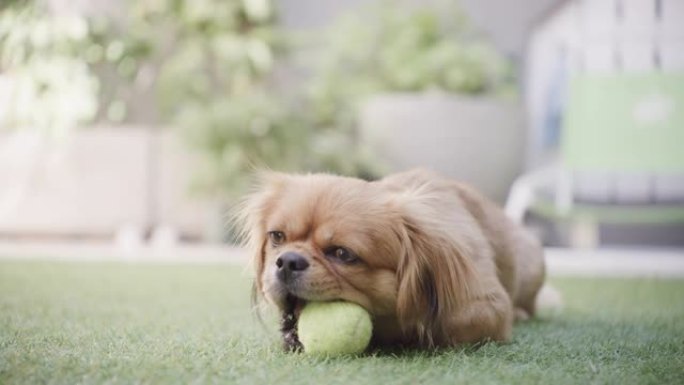 各地犬类的官方美食