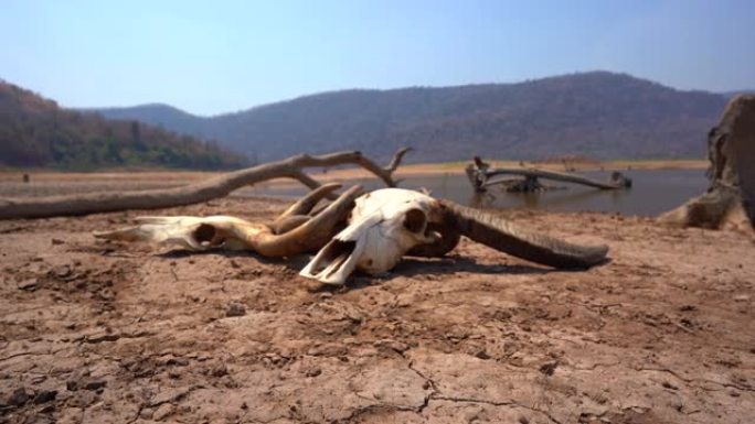 自然界中破裂的头骨，丘陵或山湖背景，死亡和炎热的气候性质，破碎的地表泥浆地面上的干旱牛，全球变暖环境