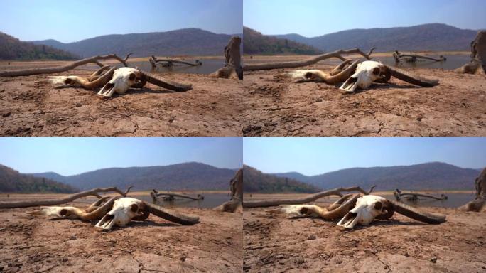 自然界中破裂的头骨，丘陵或山湖背景，死亡和炎热的气候性质，破碎的地表泥浆地面上的干旱牛，全球变暖环境