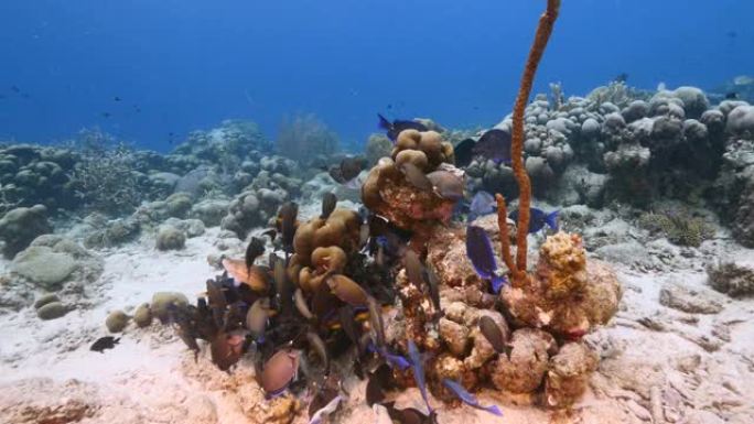 加勒比海珊瑚礁浅水中的海洋刺鱼，蓝塘，Doctorfish