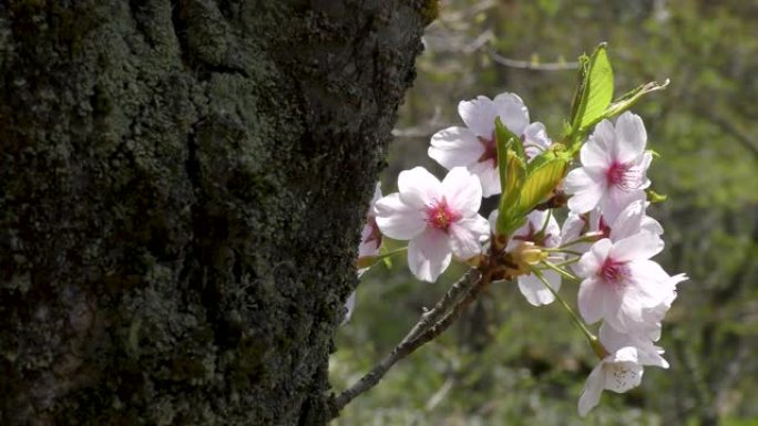 庆祝春天的老樱桃树