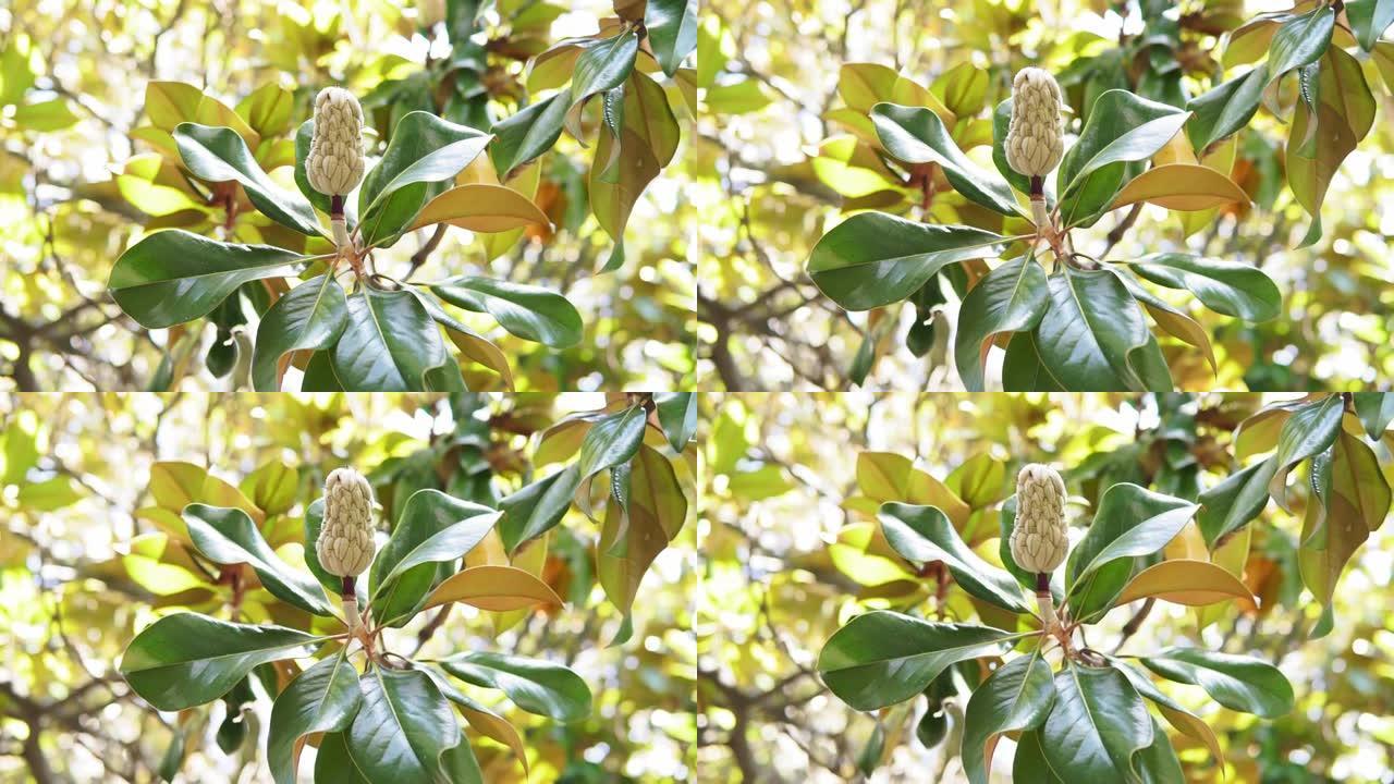 木兰果实在绿叶背景上。木兰天鹅绒种子荚在树上。木兰。选择性聚焦