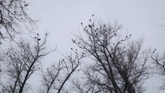 乌鸦鸟坐在落叶的树顶上，面对灰色的阴天。