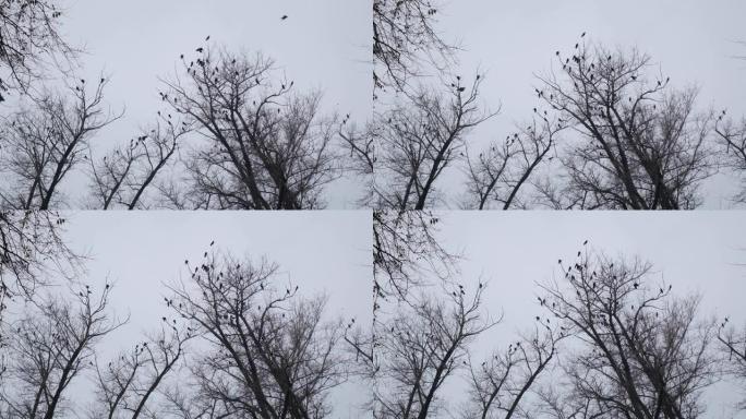 乌鸦鸟坐在落叶的树顶上，面对灰色的阴天。