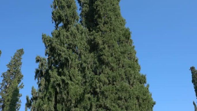 巨大的塞浦路斯树，叶子美丽。4K
