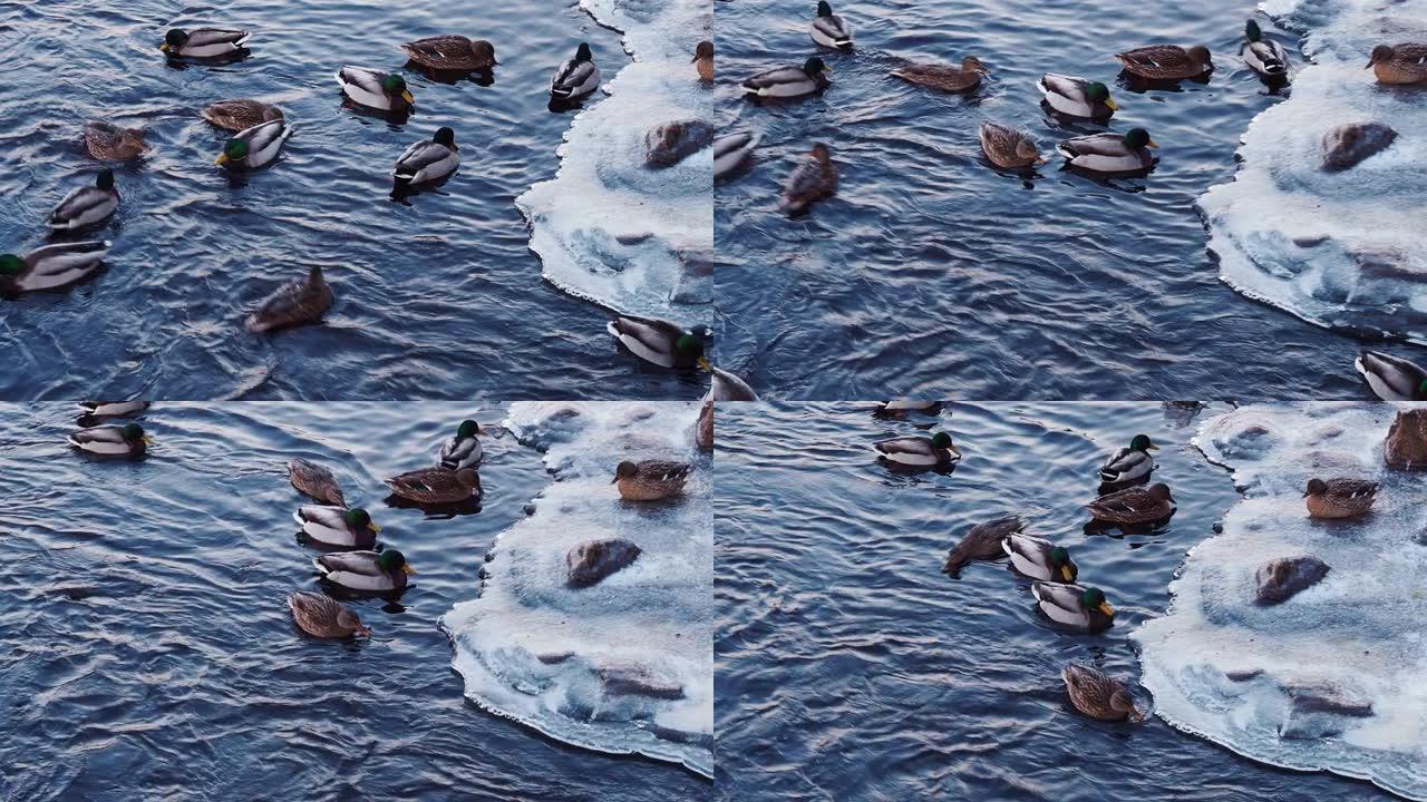 冬季湖上的鸭子