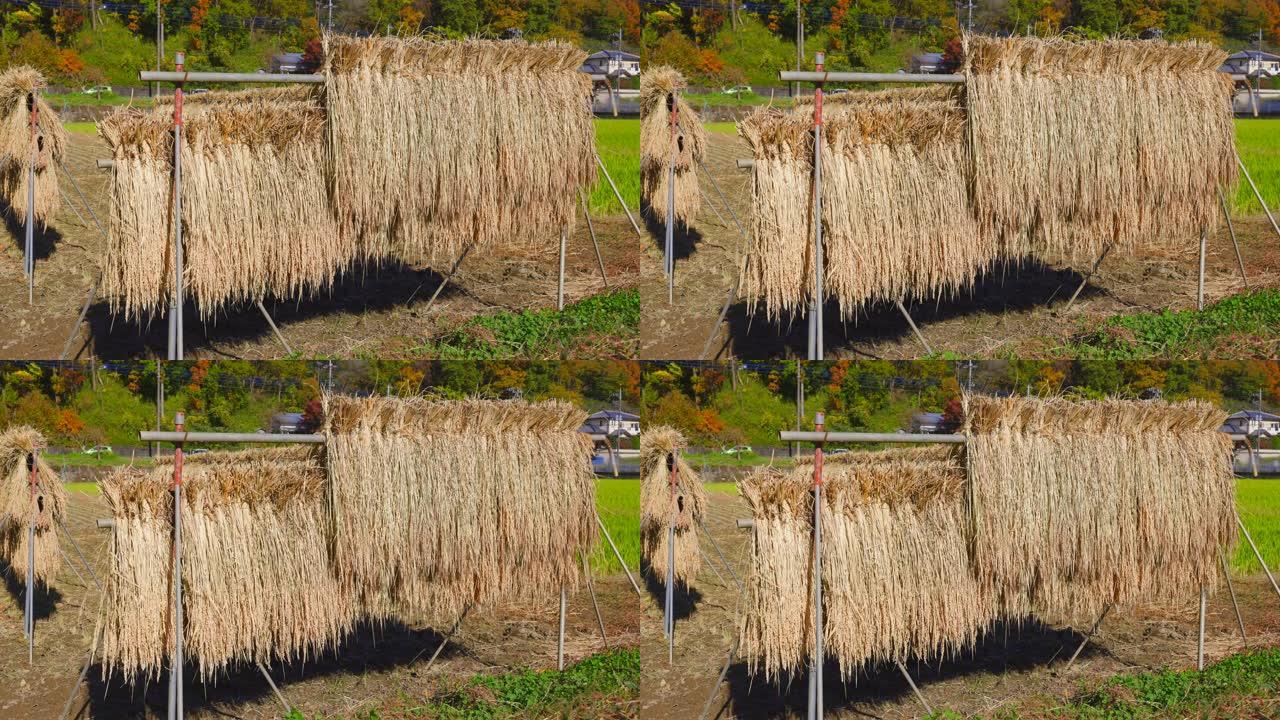 在收获的稻田上自然干燥的稻穗