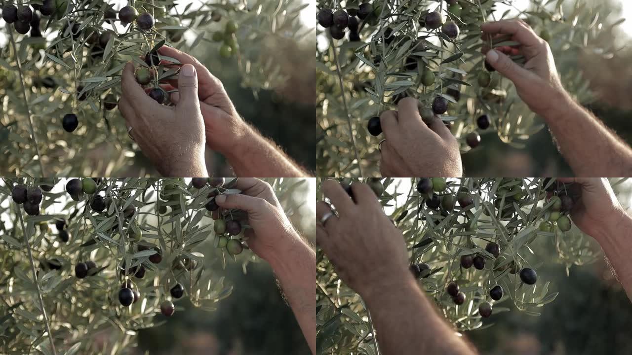 收割的老雄性手在日落时捡起绿色和黑色的橄榄，阳光照耀着树叶。种植园上的西班牙橄榄