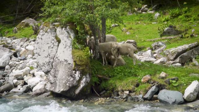 河边的山羊羊畜牧业牧羊放羊