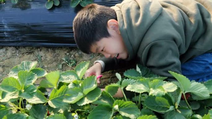 可爱的男孩在种植园里摘草莓