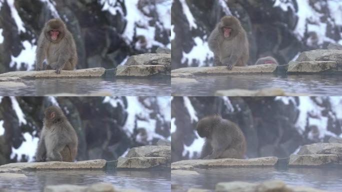 雪猴日本猕猴红脸肖像在冷水与雪