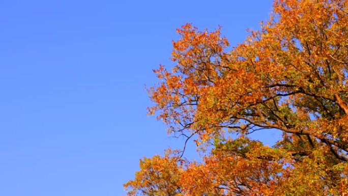 秋天的树木在黄昏的灯光下在风中摇曳