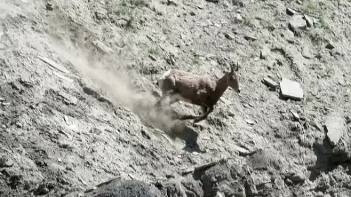 年轻的大角羊沿着垂直的岩石面奔跑