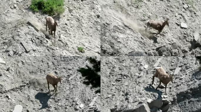 年轻的大角羊沿着垂直的岩石面奔跑