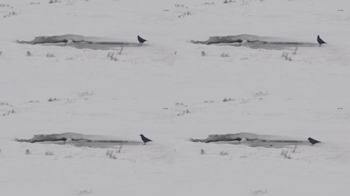 水獭在黄石公园观看乌鸦的高帧率镜头