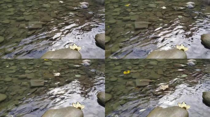 落叶漂浮在清澈的河面上
