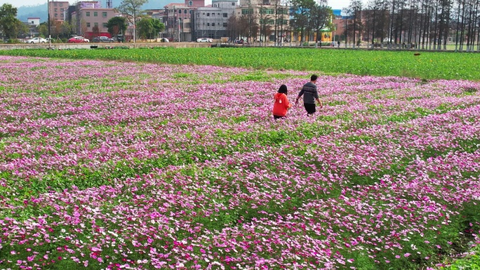 4k格桑花花海拍照的情侣航拍