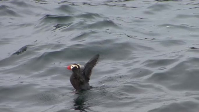 成年簇绒海雀在阿拉斯加的夏季独自游泳并伸展翅膀。海雀没有濒临灭绝，但受到人类活动的威胁。