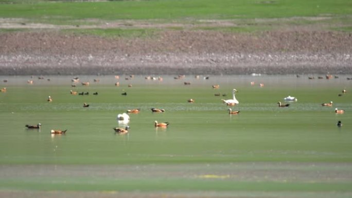 自然湖混合水禽中的天鹅鸟