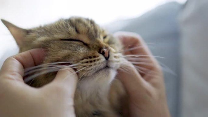 猫睡觉和用女人的手按摩