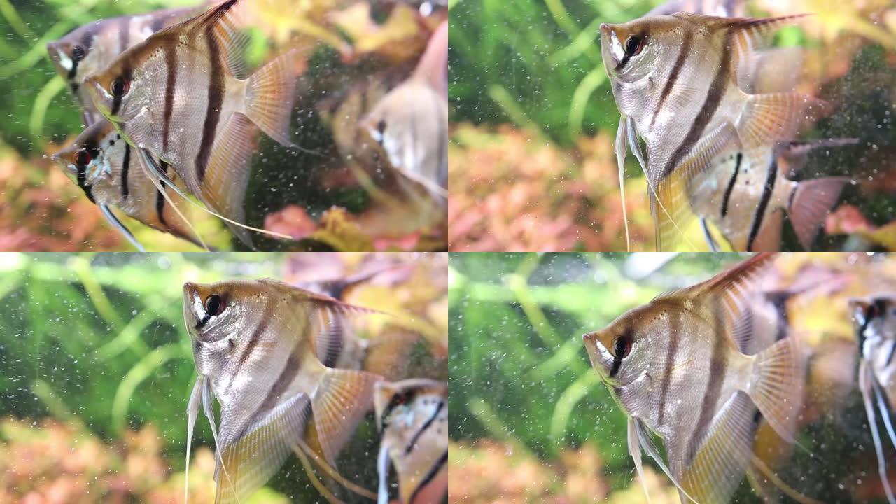 圈养水族馆天使鱼标本凤尾鱼甜水