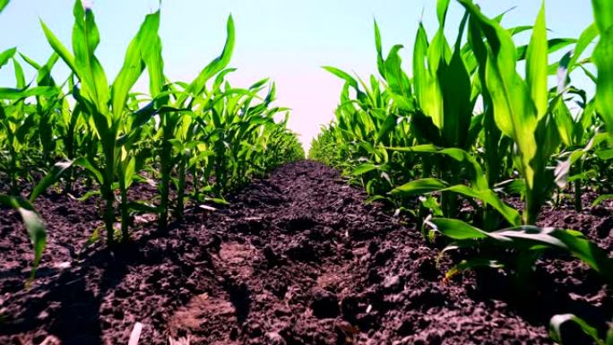 特写，年轻的绿色玉米，玉米芽，枝条，在土壤，地面和蓝天的背景下成排地种植。玉米生长。农业.生态农场，