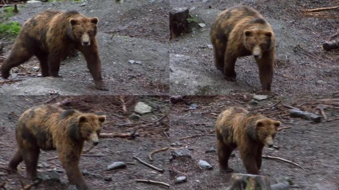 熊在阿拉斯加的雨天缓慢行走。