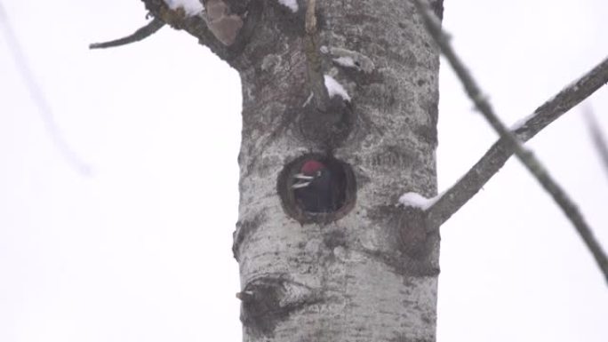 黑啄木鸟 (Dryocopus martius) 和切尔诺贝利区的下雪