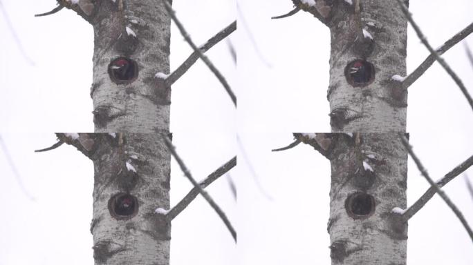 黑啄木鸟 (Dryocopus martius) 和切尔诺贝利区的下雪