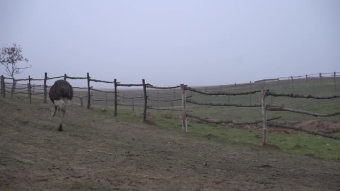 鸵鸟在山里的一个农场吃草。山景。鸵鸟动物马的牧场