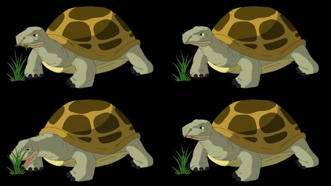 大黄象龟吃草阿尔法伴侣