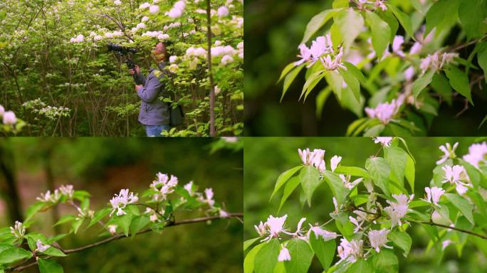 4K公园金银花特写实拍