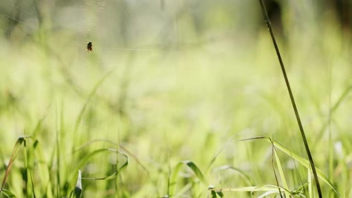 野外网中的蜘蛛。阳光明媚的夏日，薄薄的蜘蛛网，小蜘蛛挂在草地上的绿草上