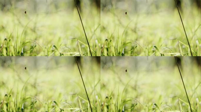 野外网中的蜘蛛。阳光明媚的夏日，薄薄的蜘蛛网，小蜘蛛挂在草地上的绿草上