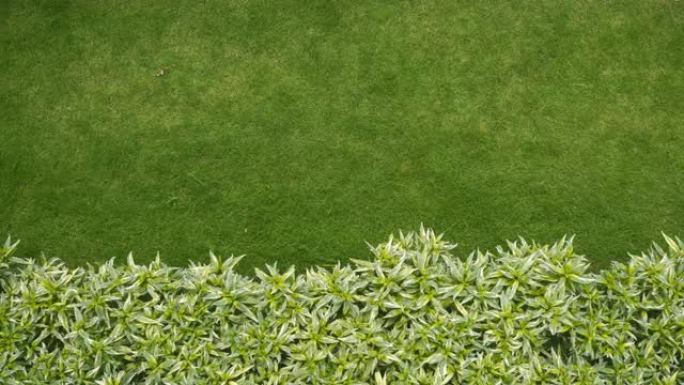 家庭草坪的俯视图绿色背景与草和树花园