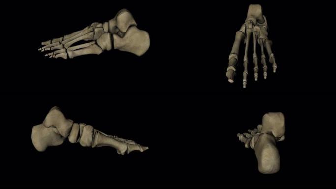 4k格式的黑色背景上旋转的人类脚骨