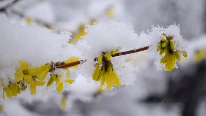 春季降雪期间，灌木丛上的黄色花朵被雪覆盖