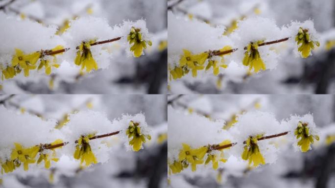 春季降雪期间，灌木丛上的黄色花朵被雪覆盖