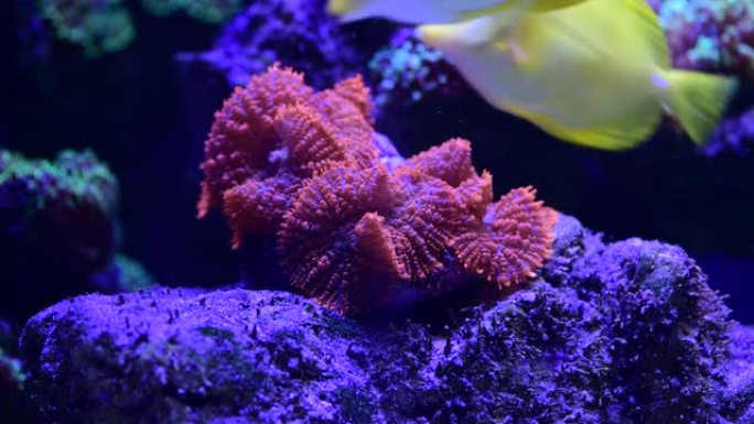 盐水水族馆岩石上彩色海葵的精彩特写4k视频