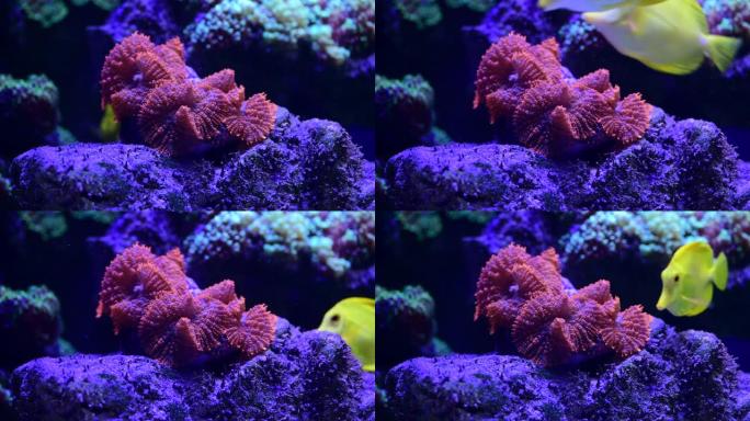 盐水水族馆岩石上彩色海葵的精彩特写4k视频