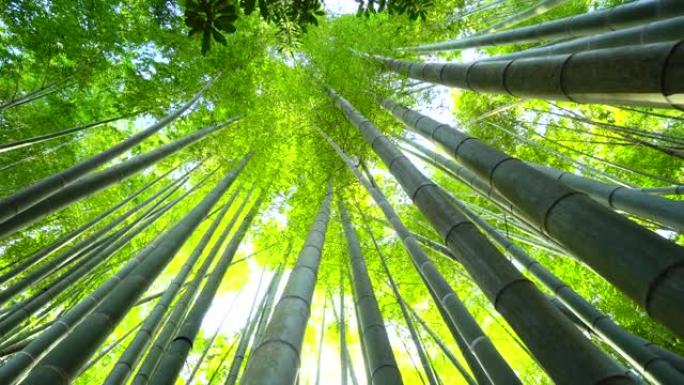 竹子生长，从下面看