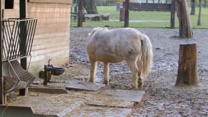 胖白小马，在农舍里喝酒，然后离开