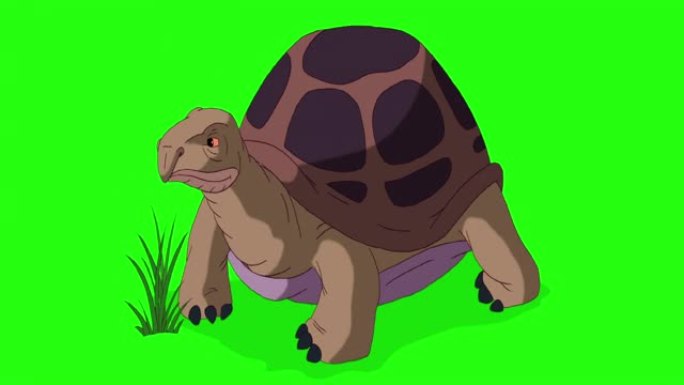 大型棕色象龟吃草色度键