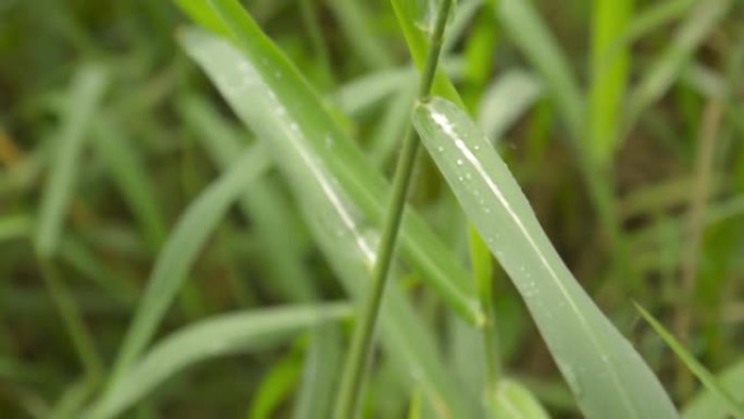 绿色植物叶片上的季风降雨。淋雨了。草叶上的水露水滴。美丽的雨季，自然背景设计视频素材。雨天