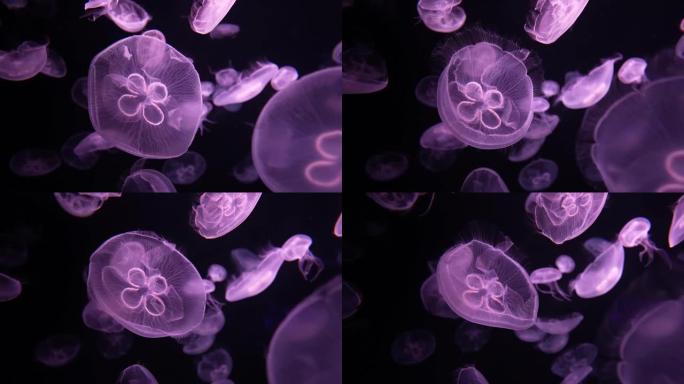 美丽的月亮水母水母的特写