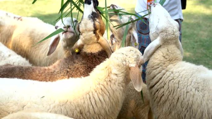 特写女人给可爱的绵羊喂草